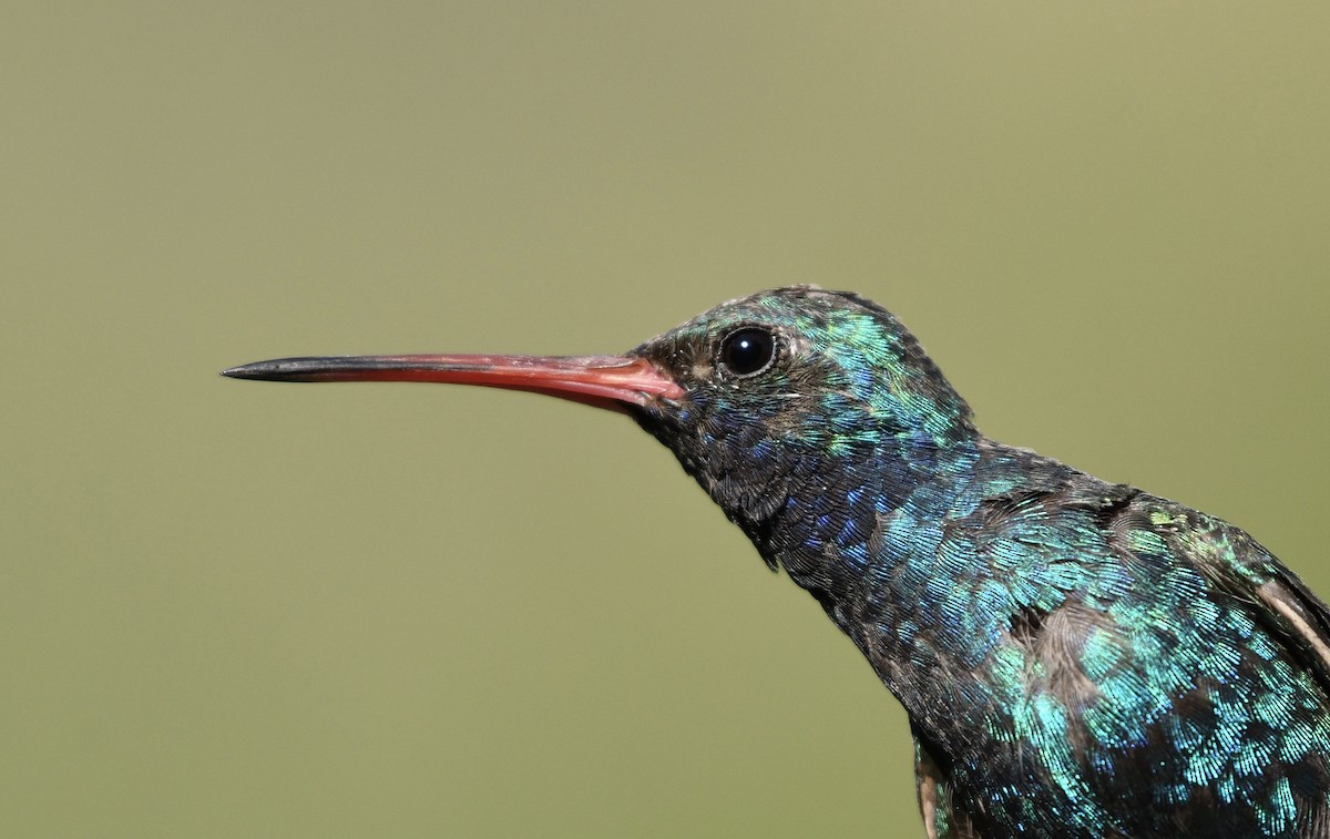 Broad-billed Hummingbird - ML256601531