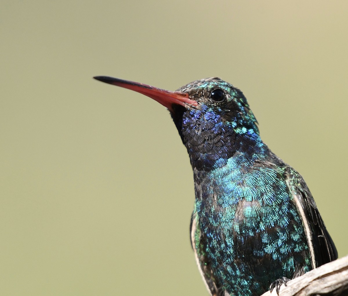 Broad-billed Hummingbird - ML256601701