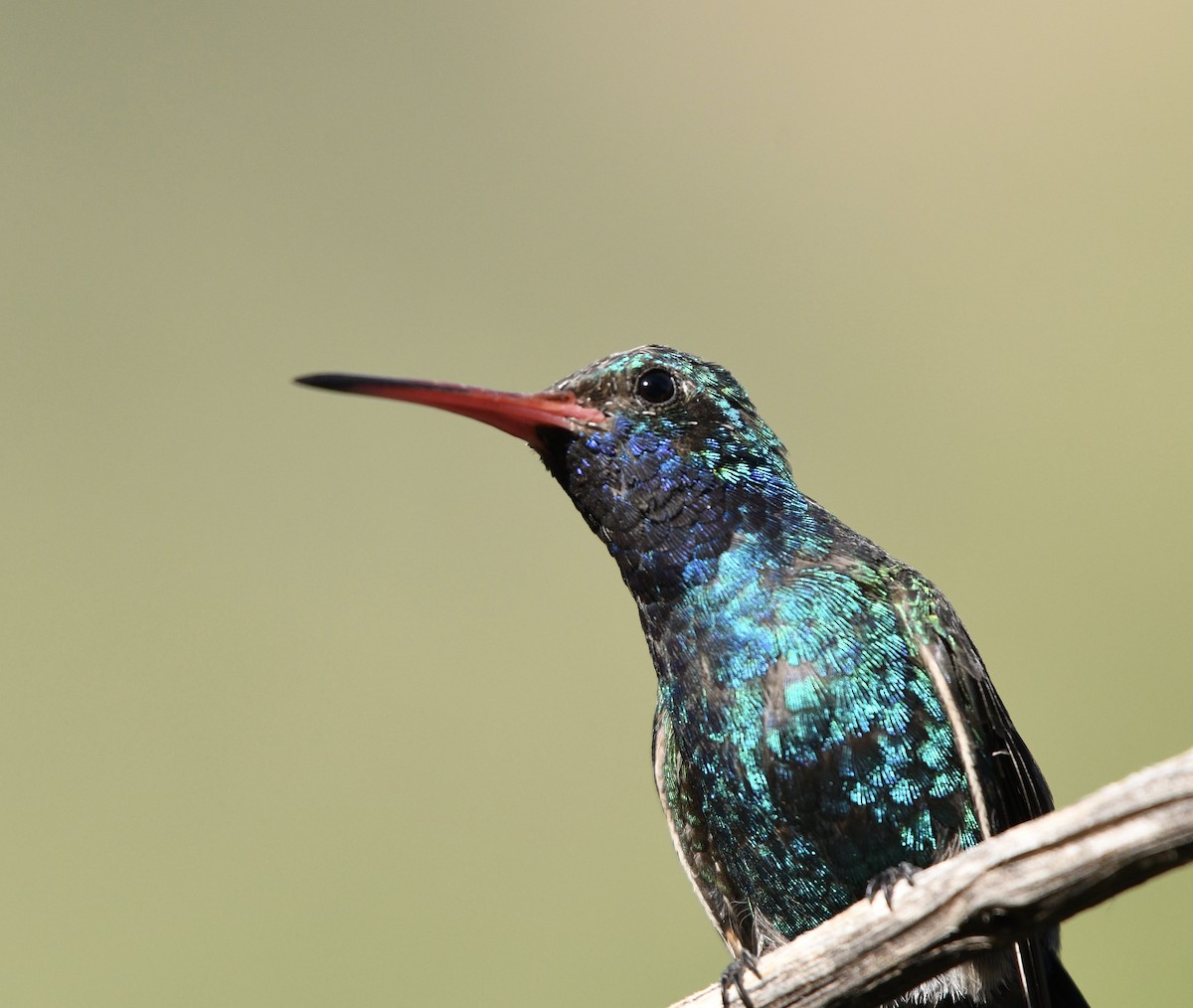 Broad-billed Hummingbird - ML256601731