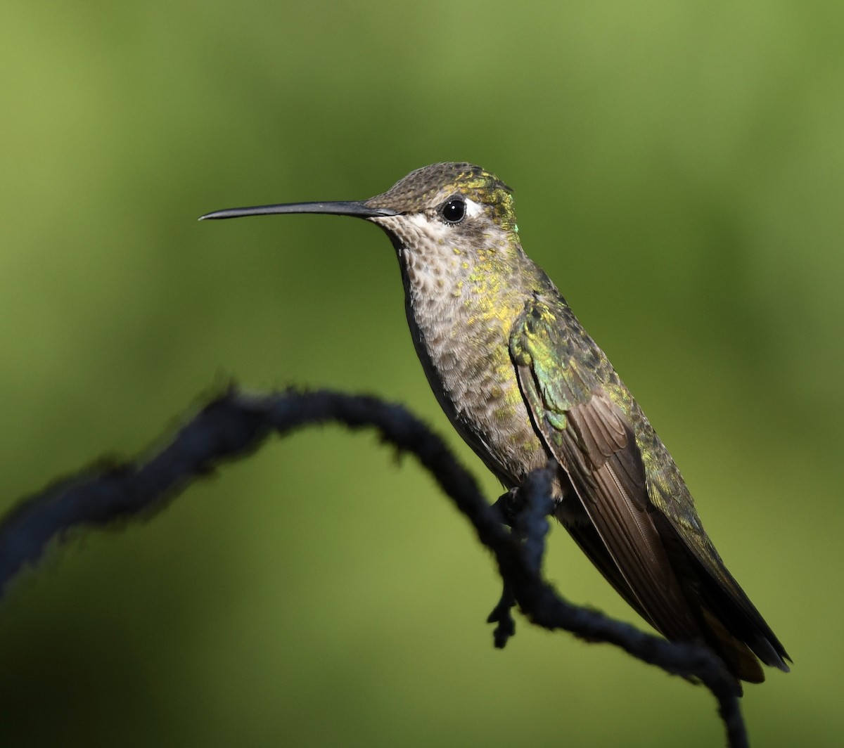 kolibřík skvostný - ML256601791
