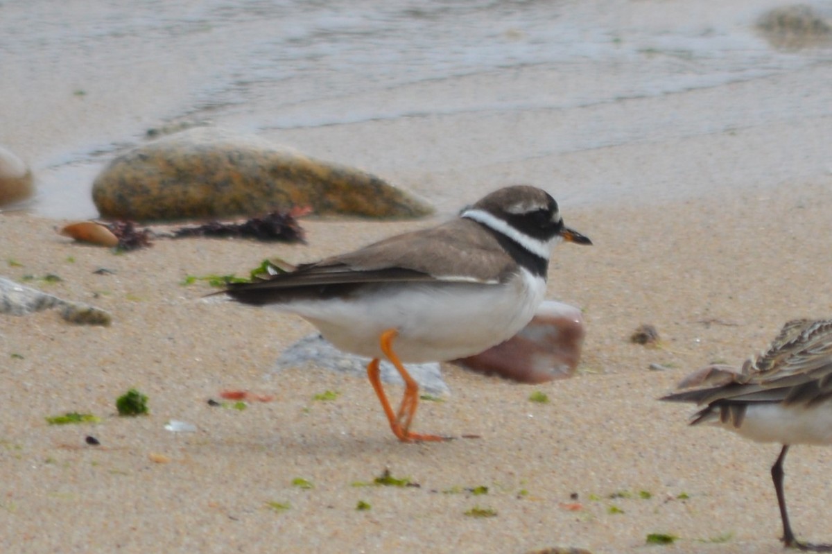 Common Ringed Plover - ML256601801