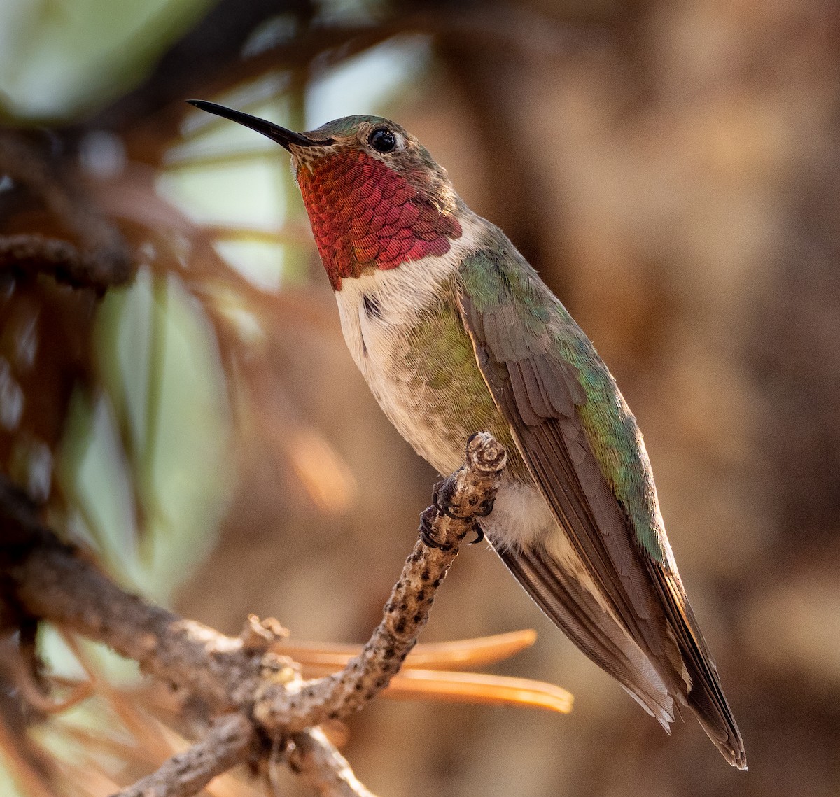 Broad-tailed Hummingbird - ML256601821