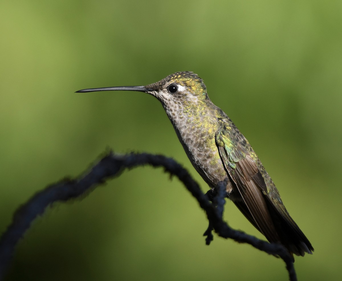 kolibřík skvostný - ML256601841