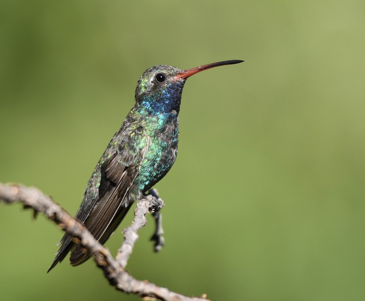 Broad-billed Hummingbird - ML256602161