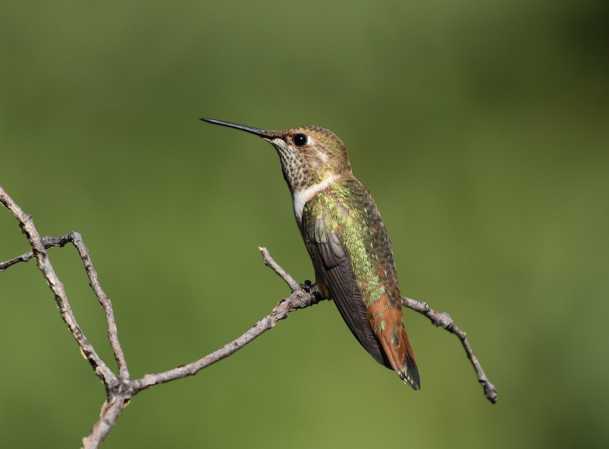 Rufous Hummingbird - ML256602961