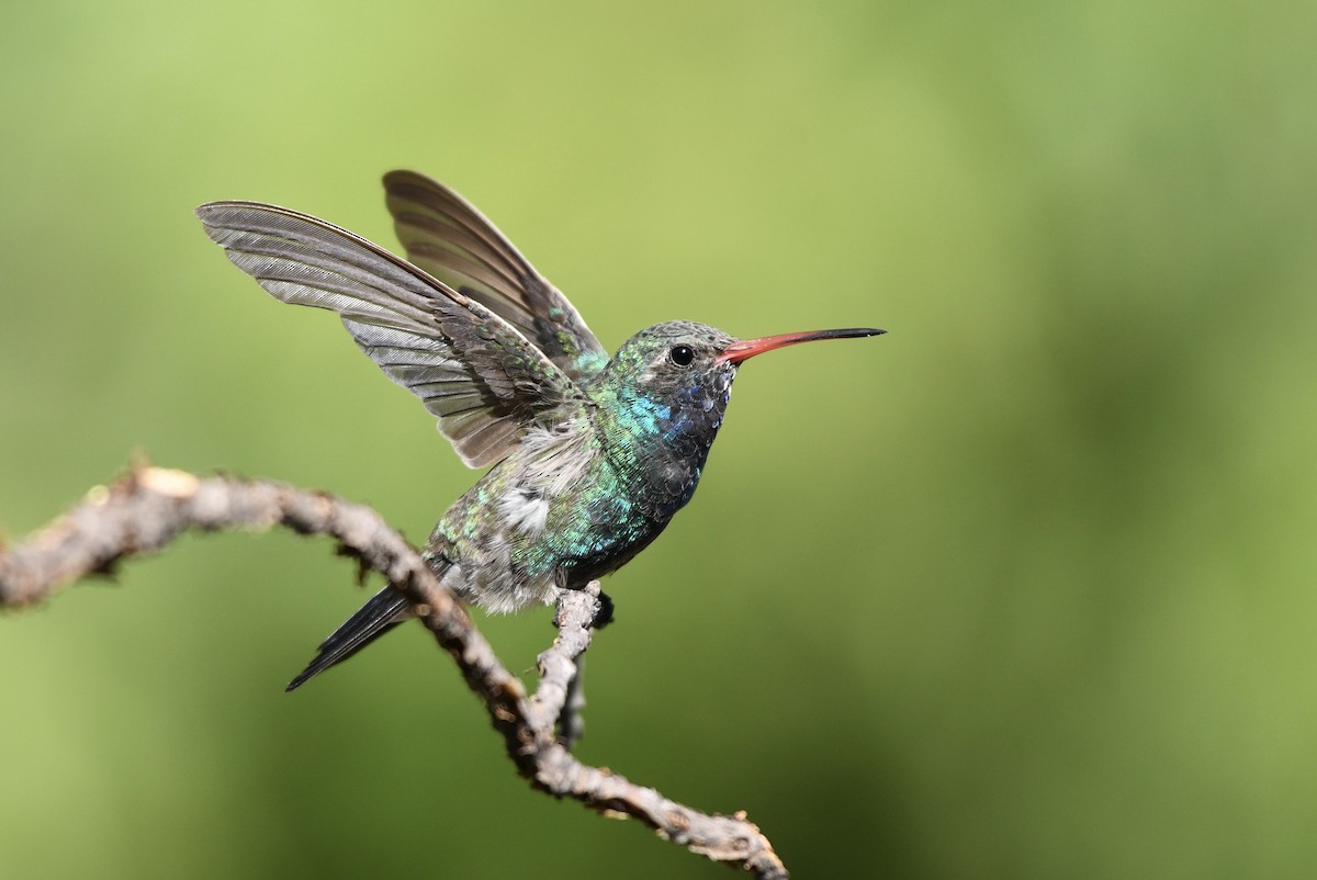 kolibřík širokozobý - ML256603341