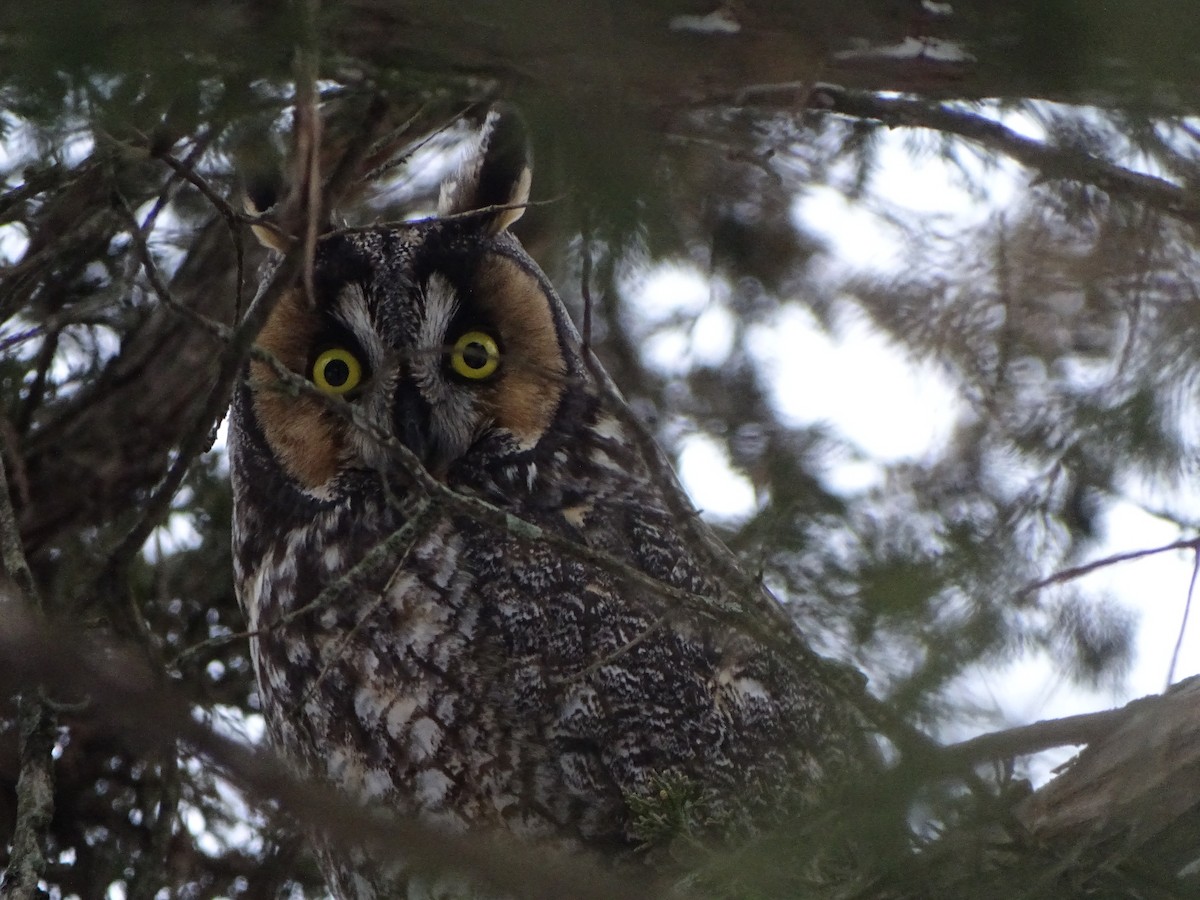 Long-eared Owl - Dan Versaw