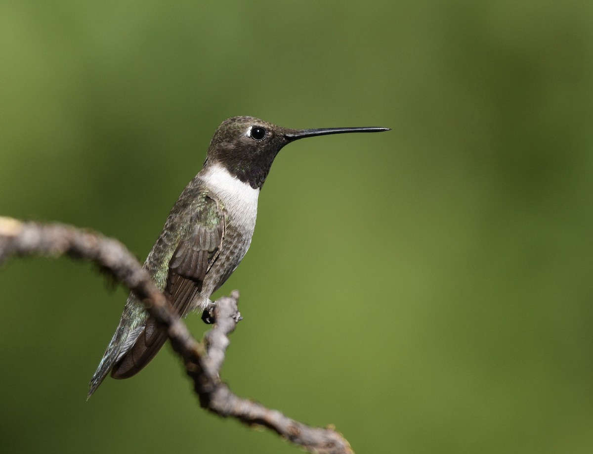 Black-chinned Hummingbird - ML256603591