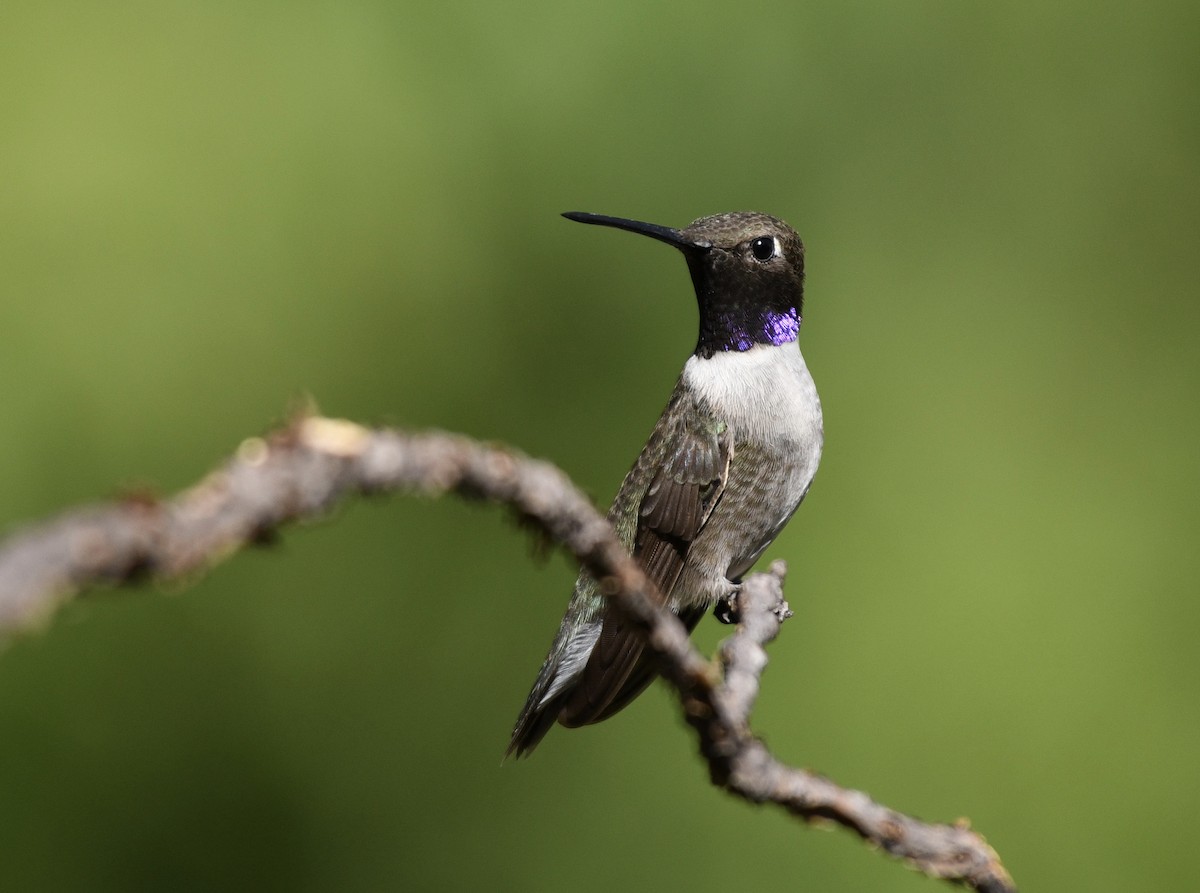 Black-chinned Hummingbird - ML256603601