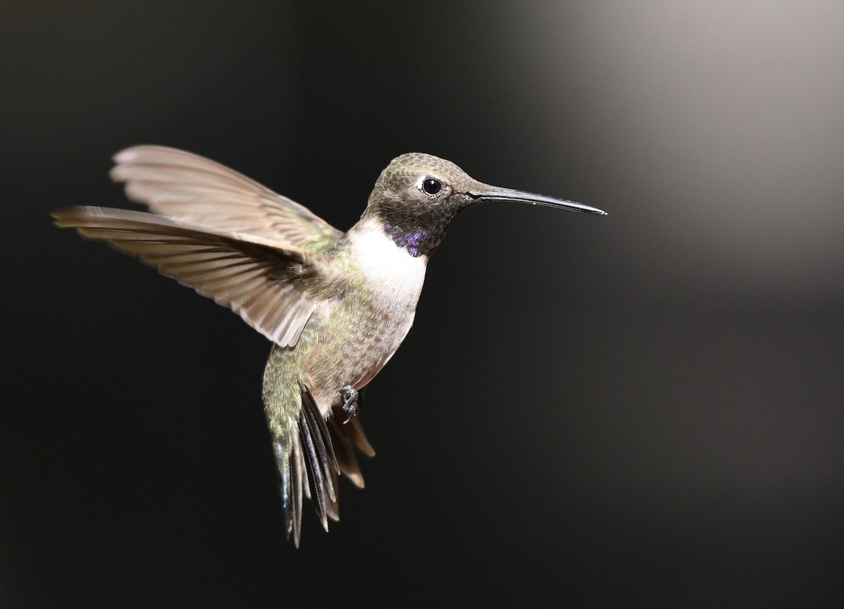 Black-chinned Hummingbird - Katie Warner