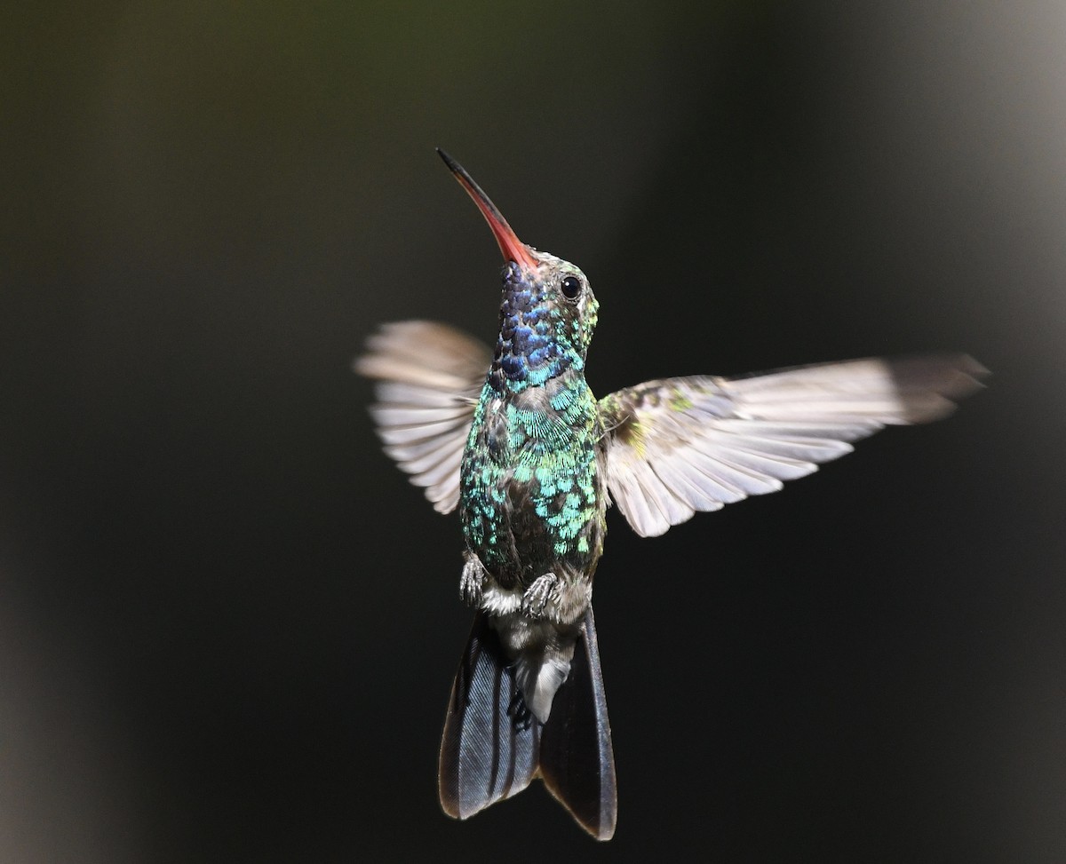 Broad-billed Hummingbird - Katie Warner