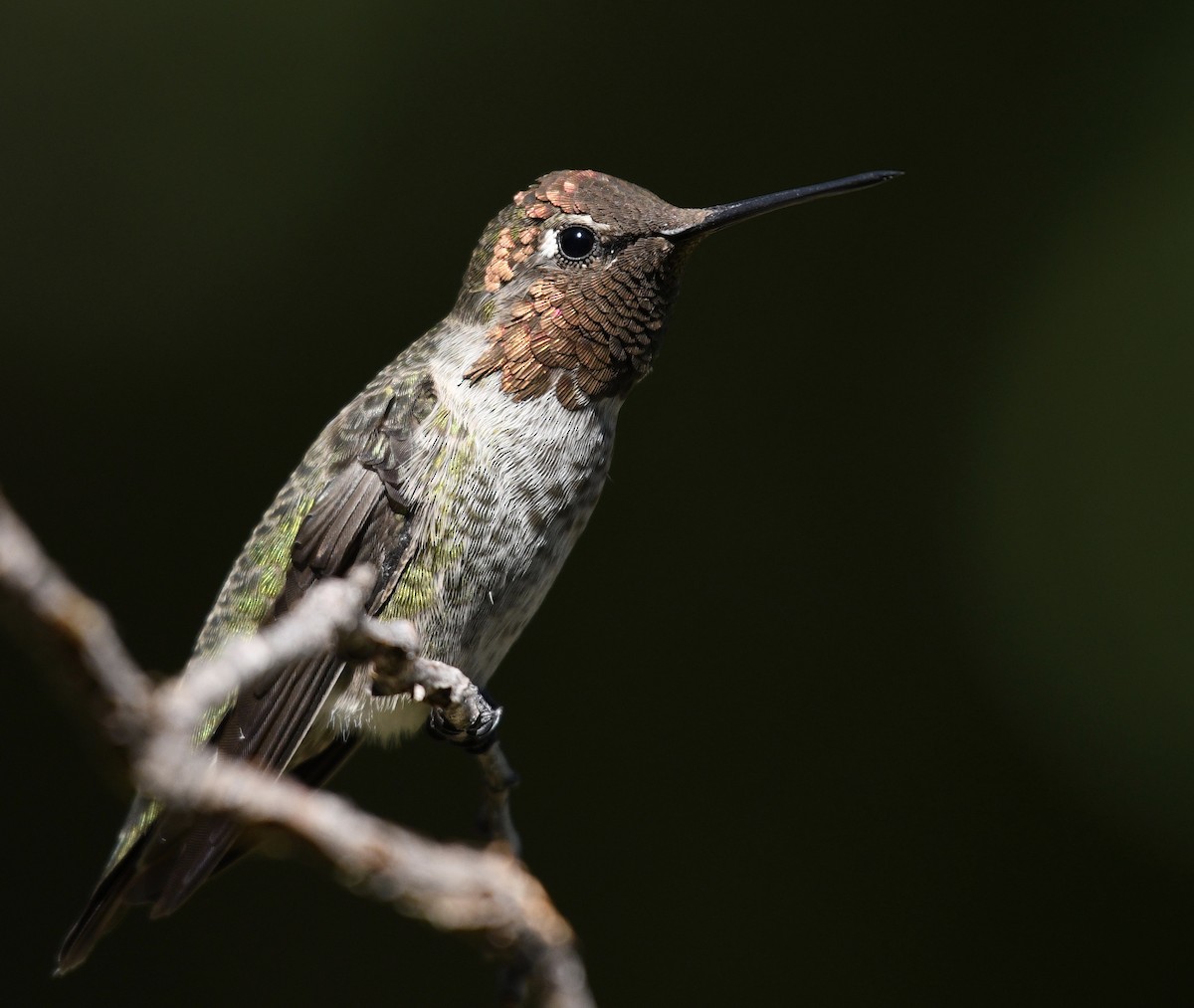 Anna's Hummingbird - Katie Warner