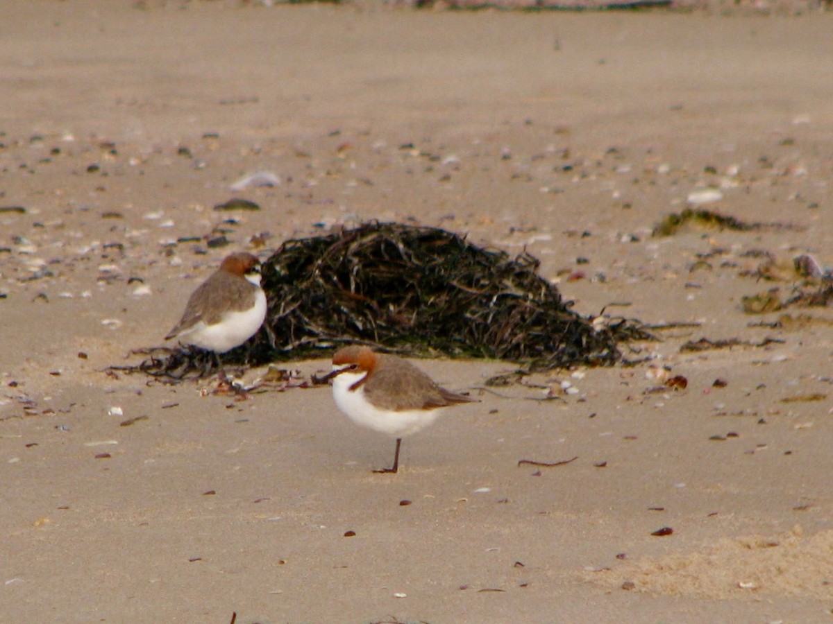 Red-capped Plover - Brian White