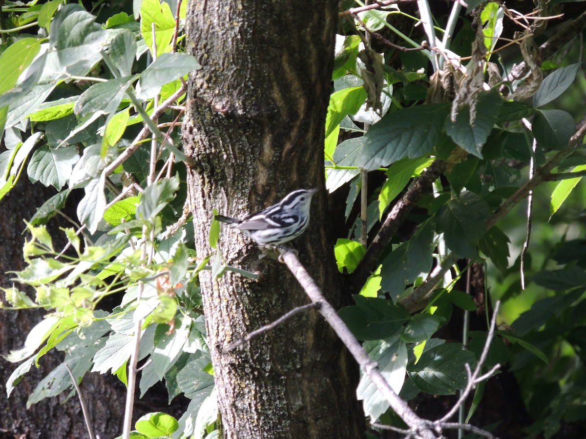 Black-and-white Warbler - ML256609601