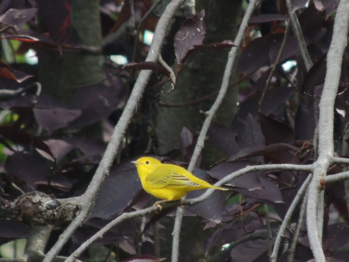 Yellow Warbler - ML256611301