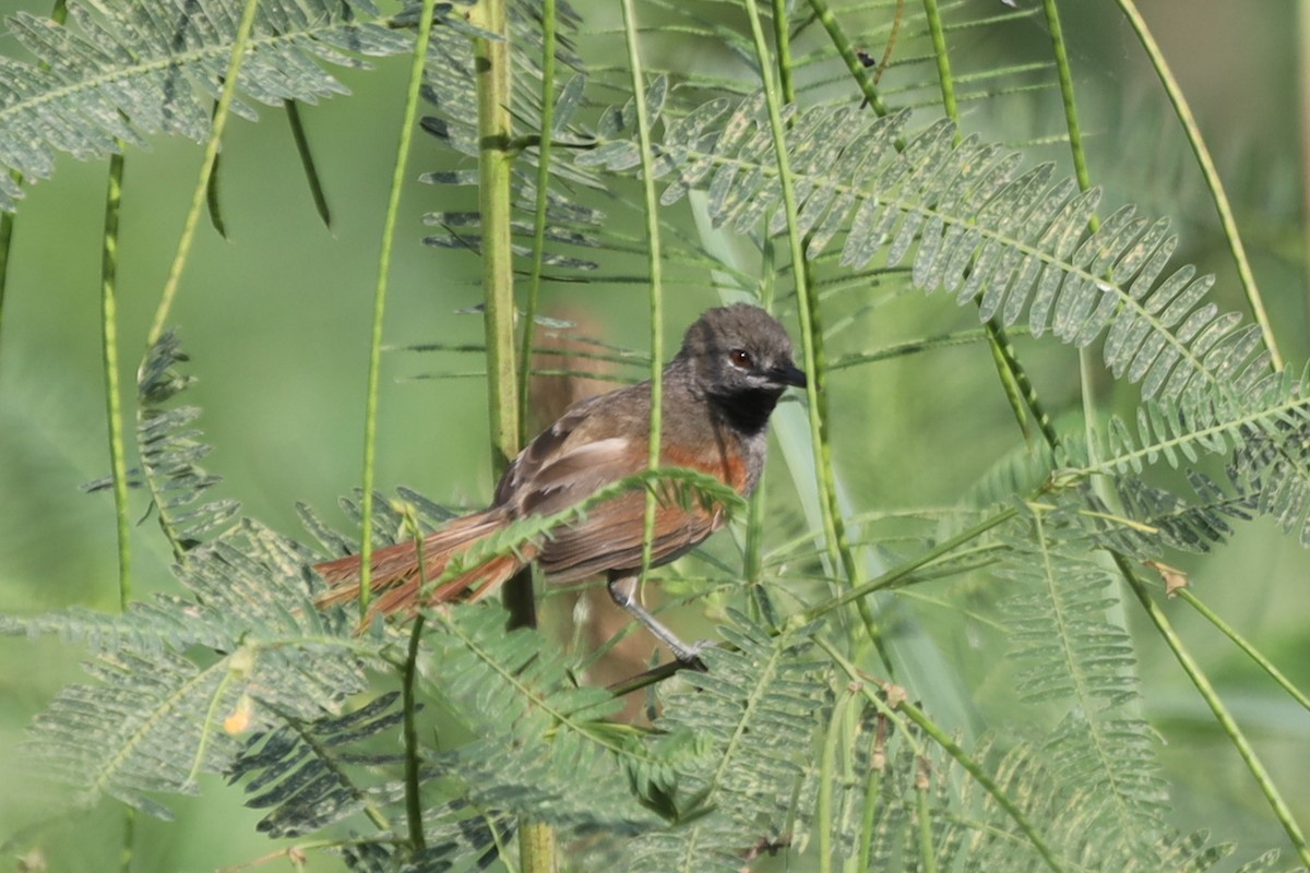 White-bellied Spinetail - ML256611541