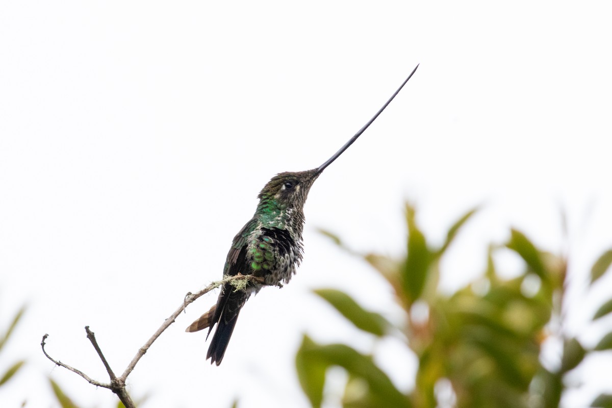 Sword-billed Hummingbird - Thibaud Aronson