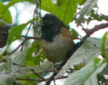 Spotted Towhee - Charley Hesse TROPICAL BIRDING
