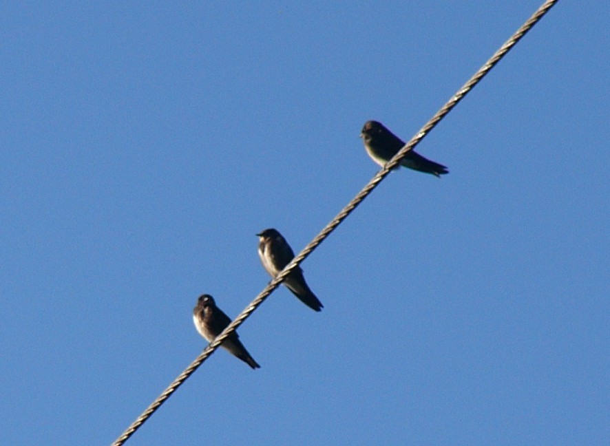 Northern Rough-winged Swallow - ML256617261