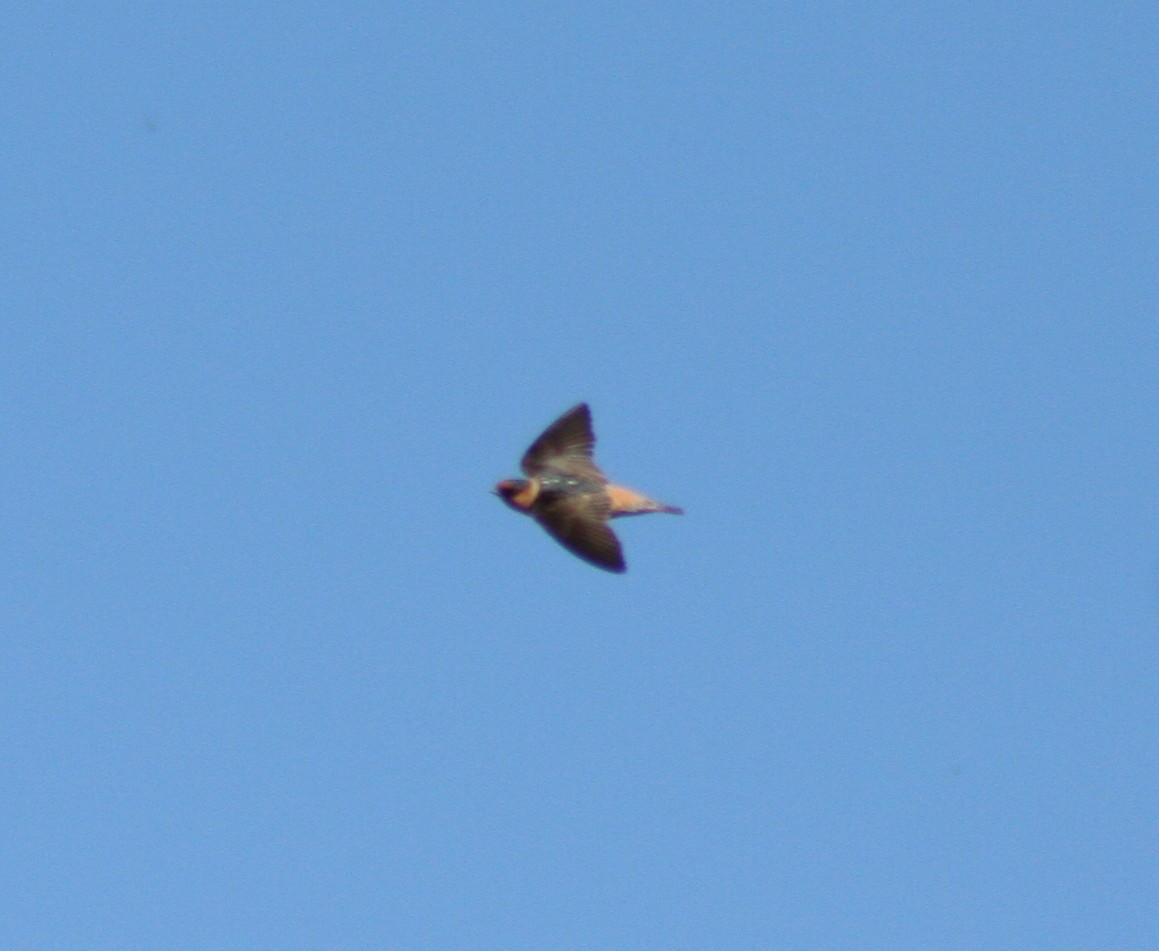Cave Swallow - ML25661761