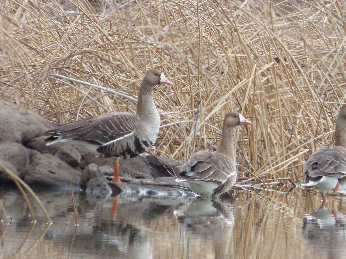 Greater White-fronted Goose - Craig Johnson