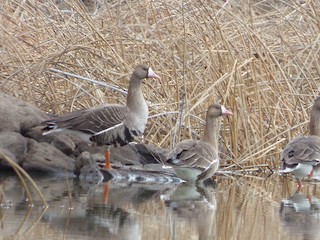 Greater White-fronted Goose, ML25661971