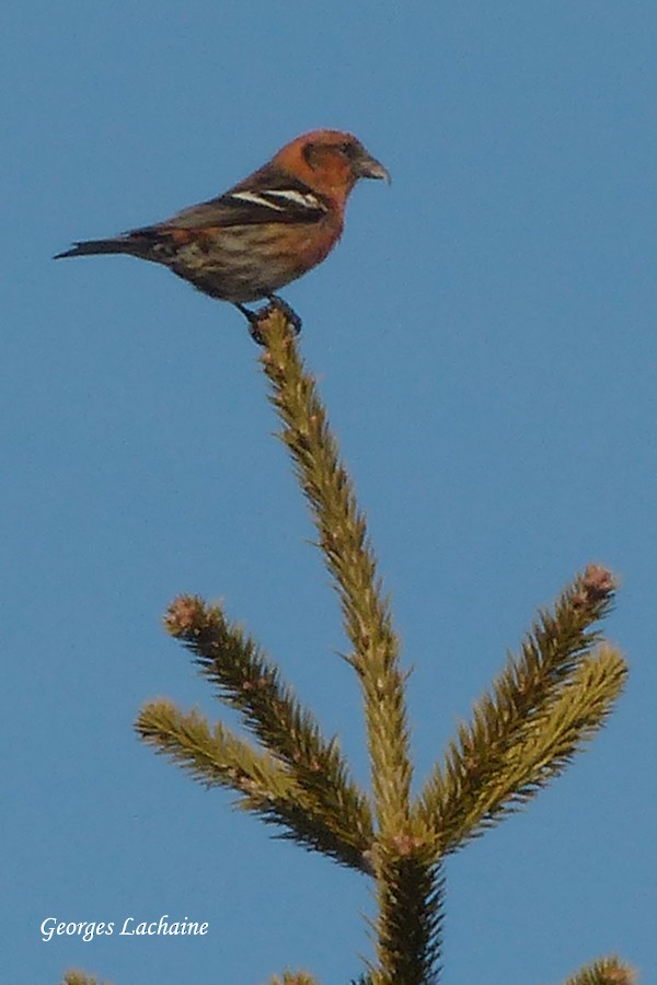 White-winged Crossbill - Georges Lachaîne