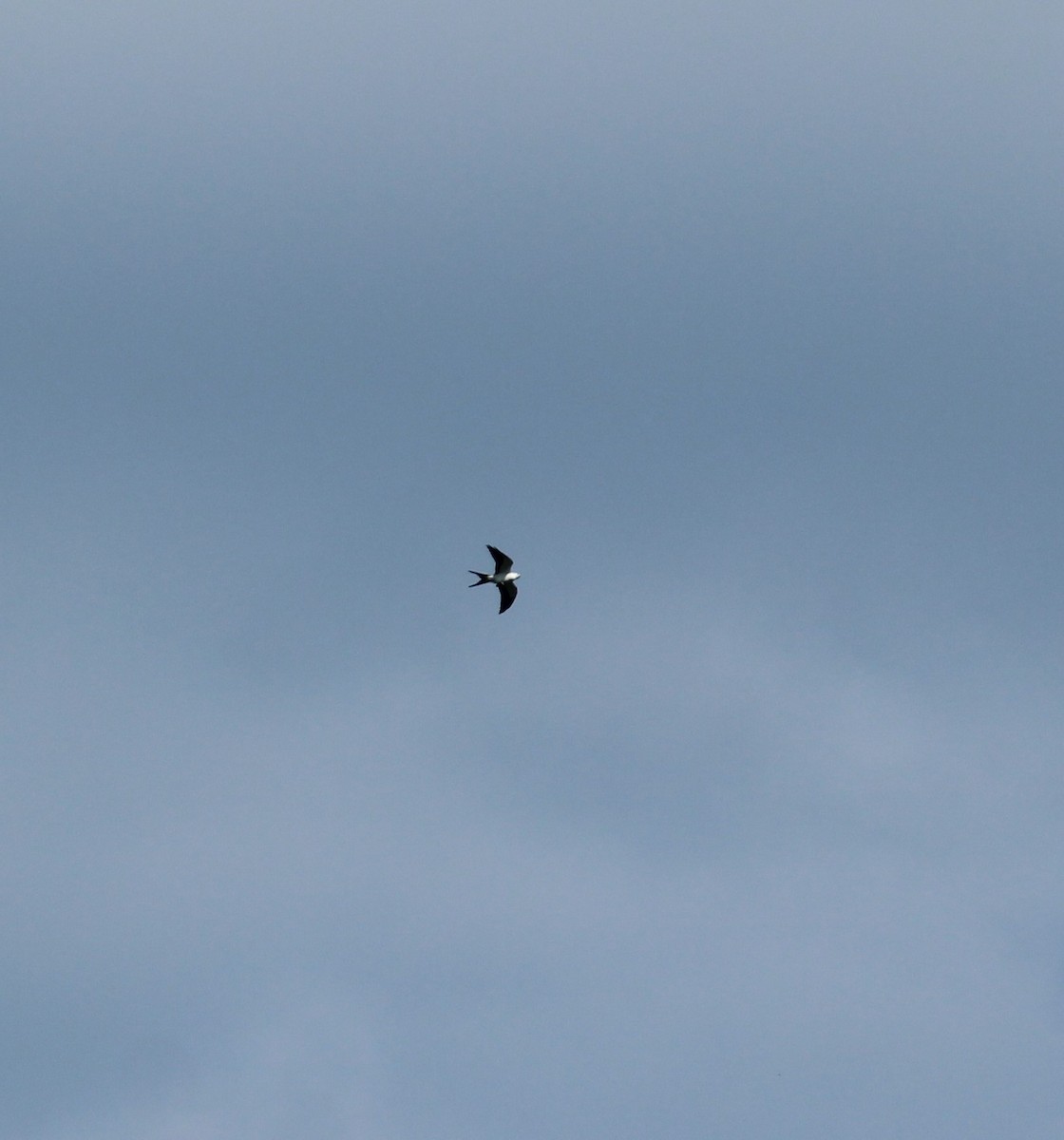 Swallow-tailed Kite - Dave  Barnes
