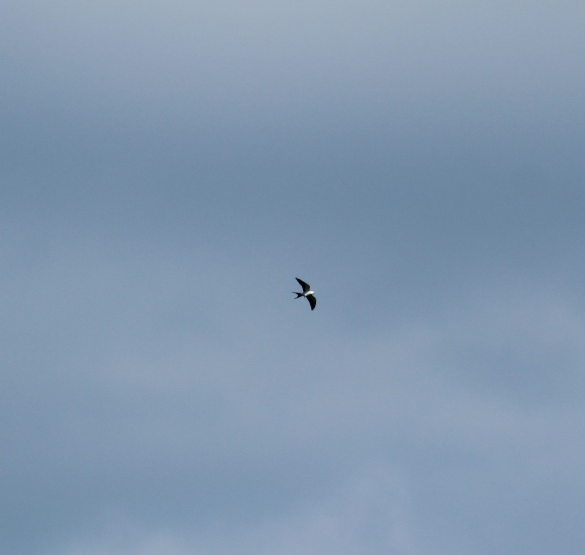 Swallow-tailed Kite - ML256625101