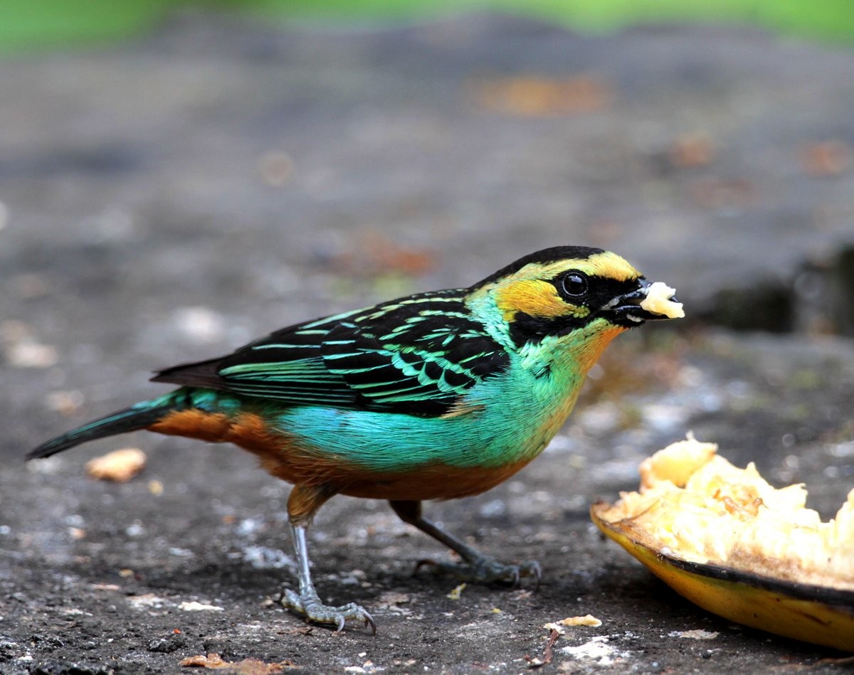 Golden-eared Tanager - Carmelo López Abad