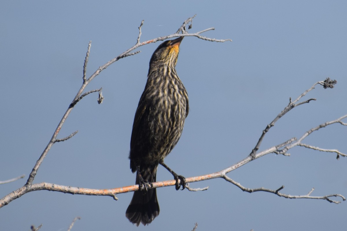 Red-winged Blackbird - Syd Cannings