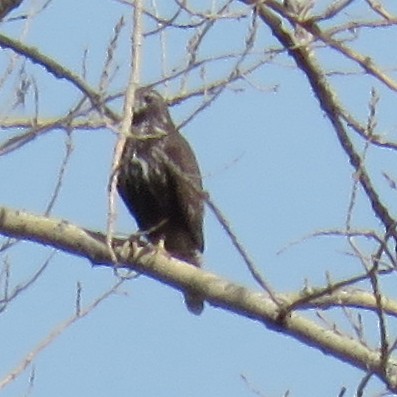 Red-tailed Hawk (Harlan's) - ML25663091