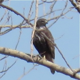 Red-tailed Hawk (Harlan's) - ML25663111