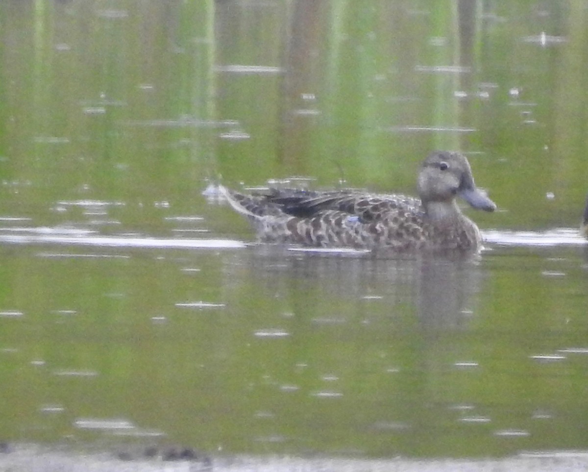 Blue-winged Teal - ML256634501