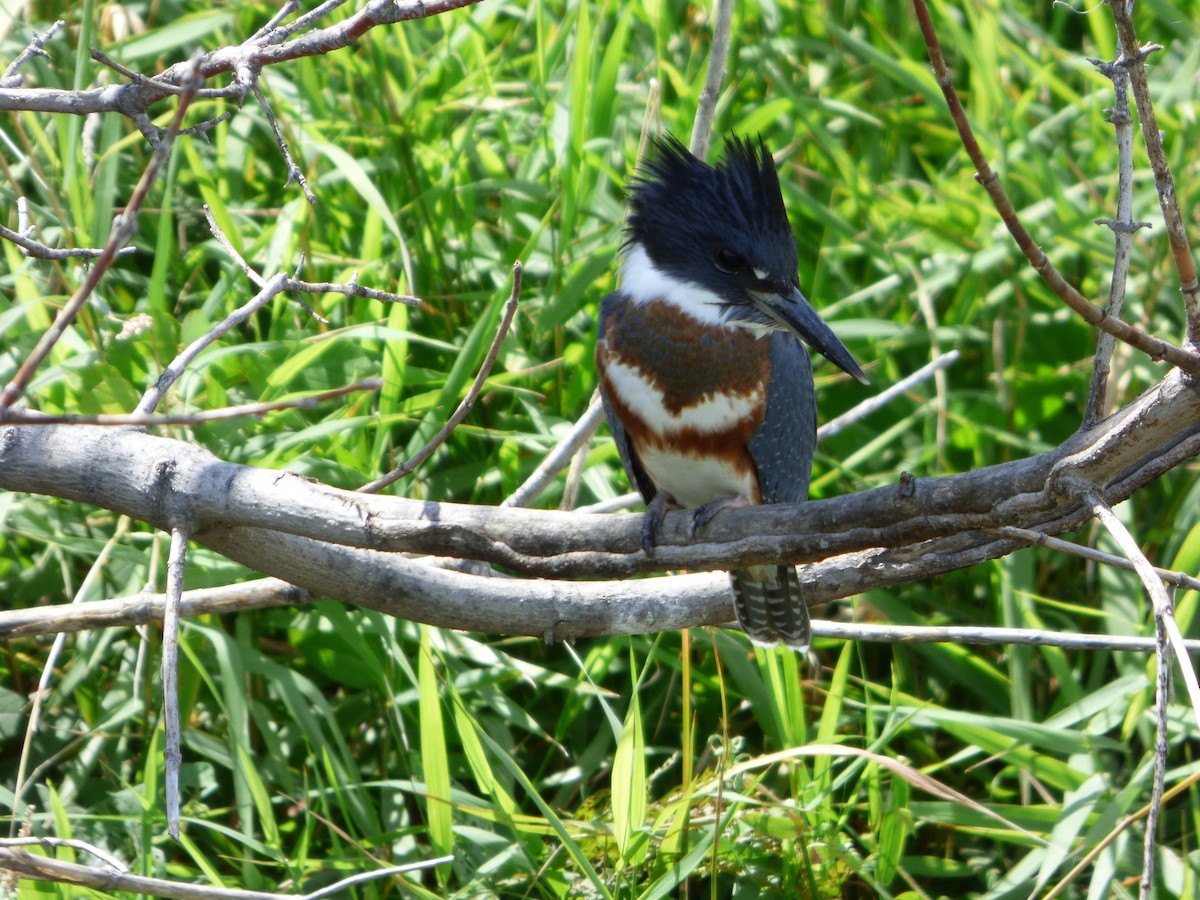 Belted Kingfisher - ML256635631