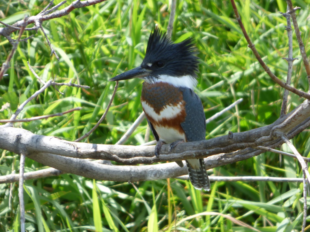 Belted Kingfisher - ML256635901