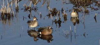 Blue-winged Teal, ML25664001