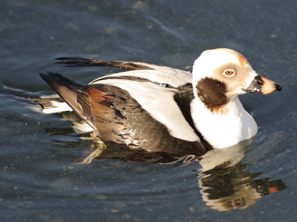 Long-tailed Duck - ML25664031