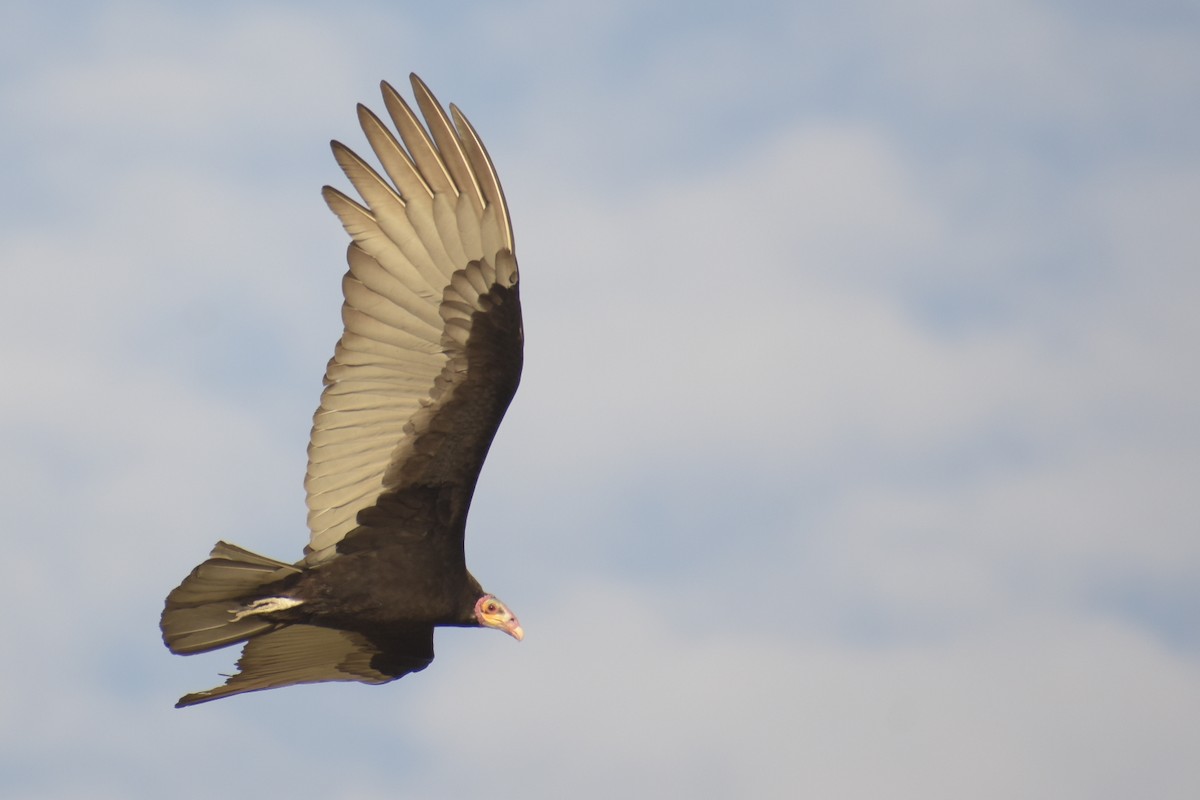 Lesser Yellow-headed Vulture - ML256642411