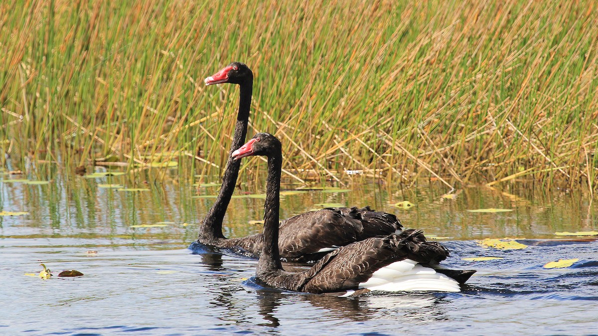 Black Swan - Enoch Bultreys
