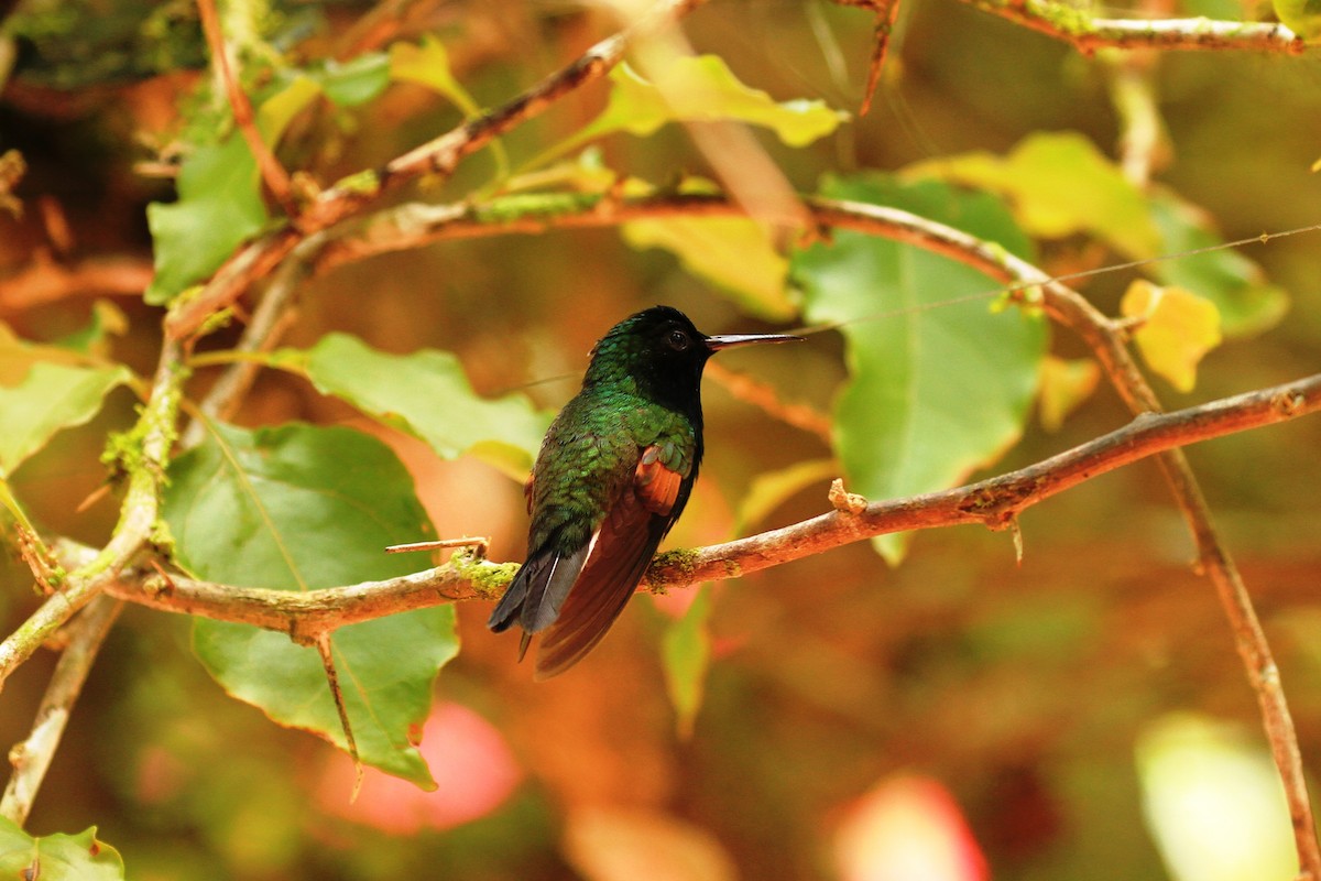 Black-bellied Hummingbird - Lawrence Haller