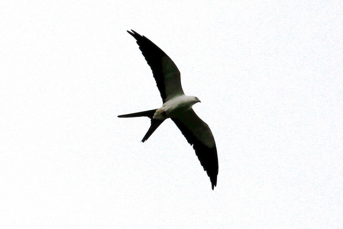 Swallow-tailed Kite - Lawrence Haller