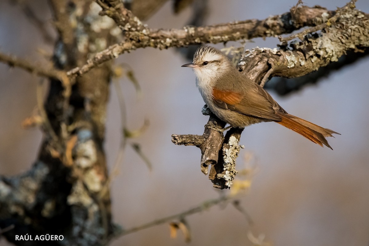 Stripe-crowned Spinetail - Raul Aguero