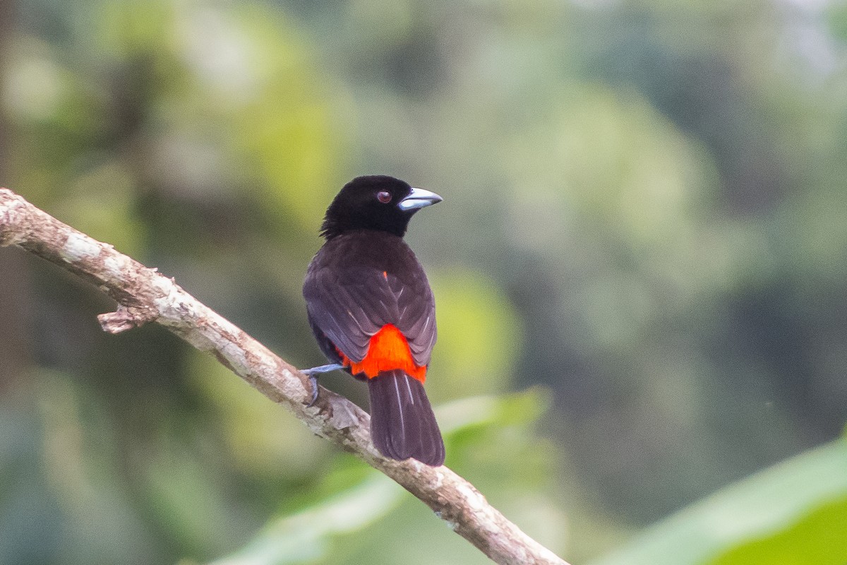 Scarlet-rumped Tanager (Passerini's) - ML25664801