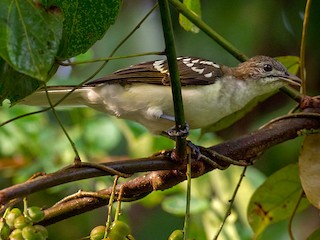  - Spotted Greenbul