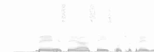White-mantled Barbet - ML256659