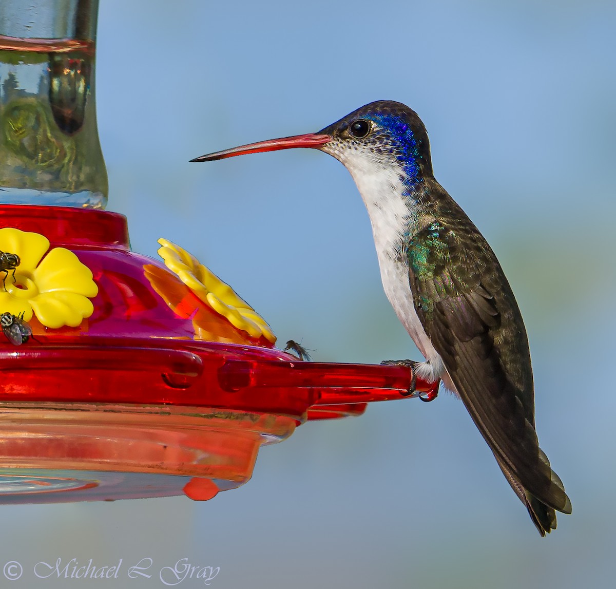 Violet-crowned Hummingbird - Cecilia Riley