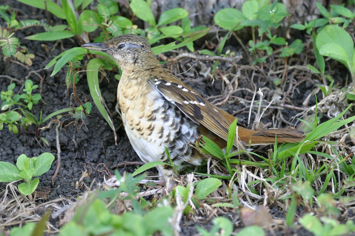 Fawn-breasted Thrush - ML256673291