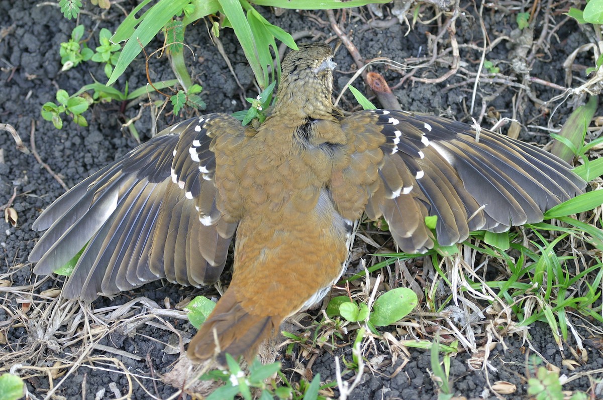 Fawn-breasted Thrush - ML256673311