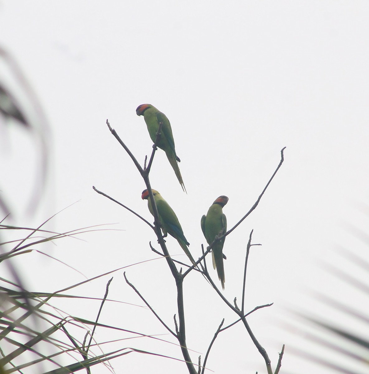 Long-tailed Parakeet - ML256673501